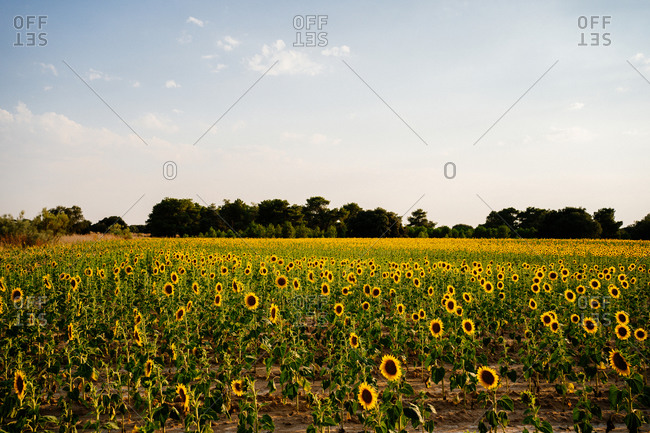 Picturesque landscape of vast agricultural field with blooming yellow sunflowers in summer countryside