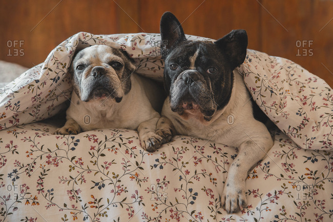 Adorable French Bulldogs lying on bed under soft blanket and resting at home while looking at camera