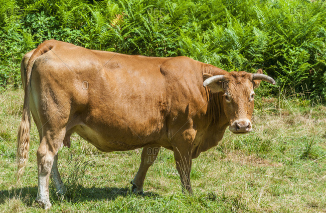 France,  Limousine,  Coreze,  Miginiac hamlet,  Limousine cattle in a meadow