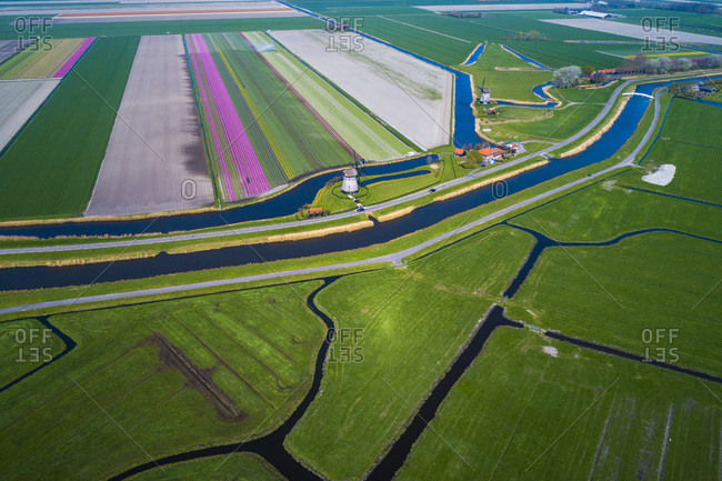 Europe,  Nederlands, tulips fields,  Schermerhorn