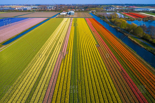 Europe,  Nederlands, tulips fields - Offset