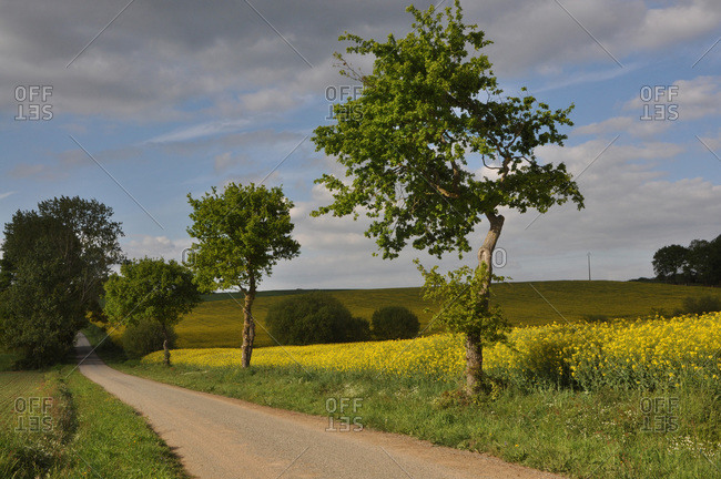 France,  Brittany,  Taupont,  small sunny wild road,  lined with trees,  oaks and a field of flowering rapeseed,  rural landscape in the countryside