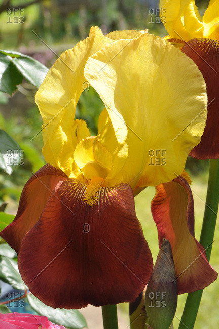 France,  Brittany,  Taupont,  large plant of a yellow and red iris,  perennial rhizome plant which flowers in spring and with persistent,  sunny foliage,  of the Iridaceae family
