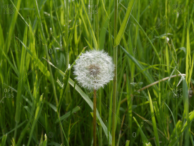 France,  Brittany,  Taupont,  dandelion flower in seeds in a garden,  egrets,  dent-de-lion,  with tall grass in the background.