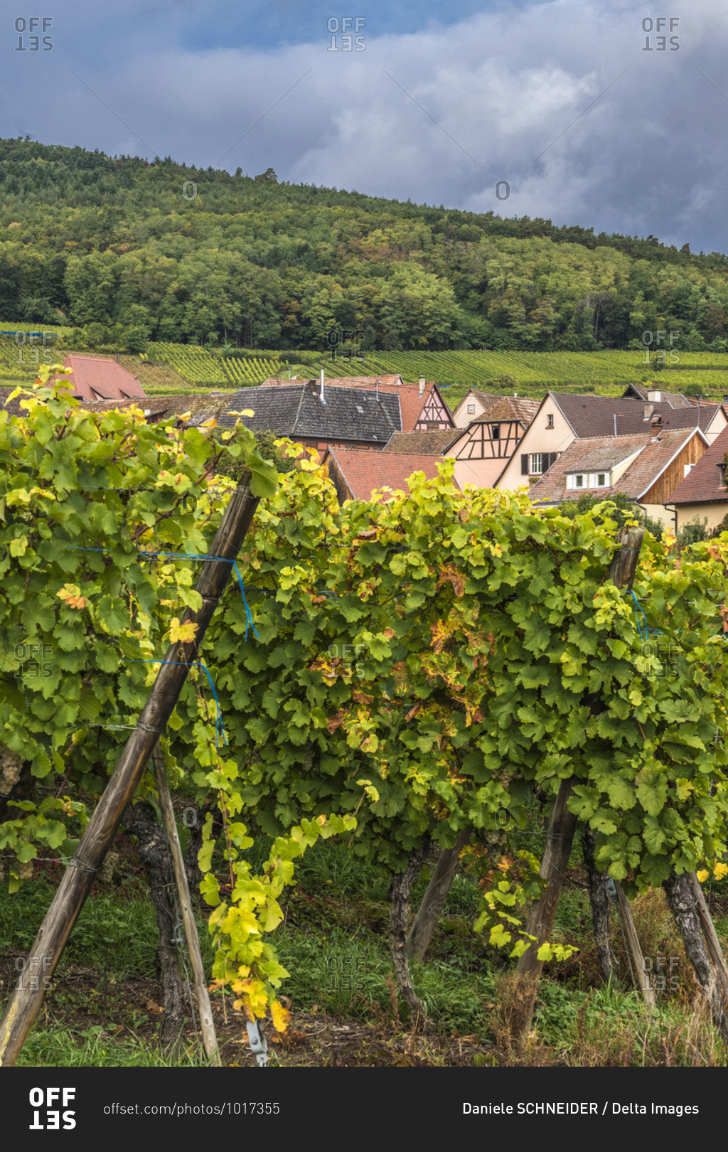 France,  Alsace,  Wine Route,  vineyard and village of Hunawihr (Most beautiful village in France)