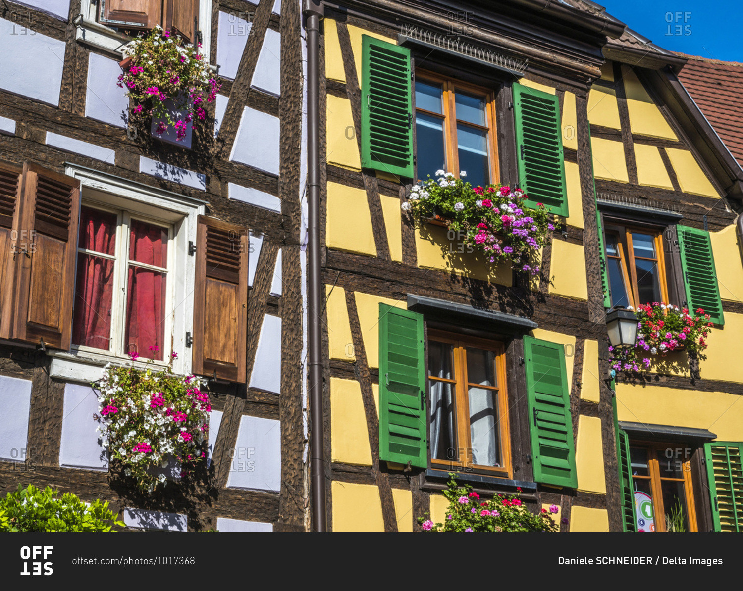 France,  Alsace,  Wine Route,  Ribeauville,  mauve and yellow half-timbered houses