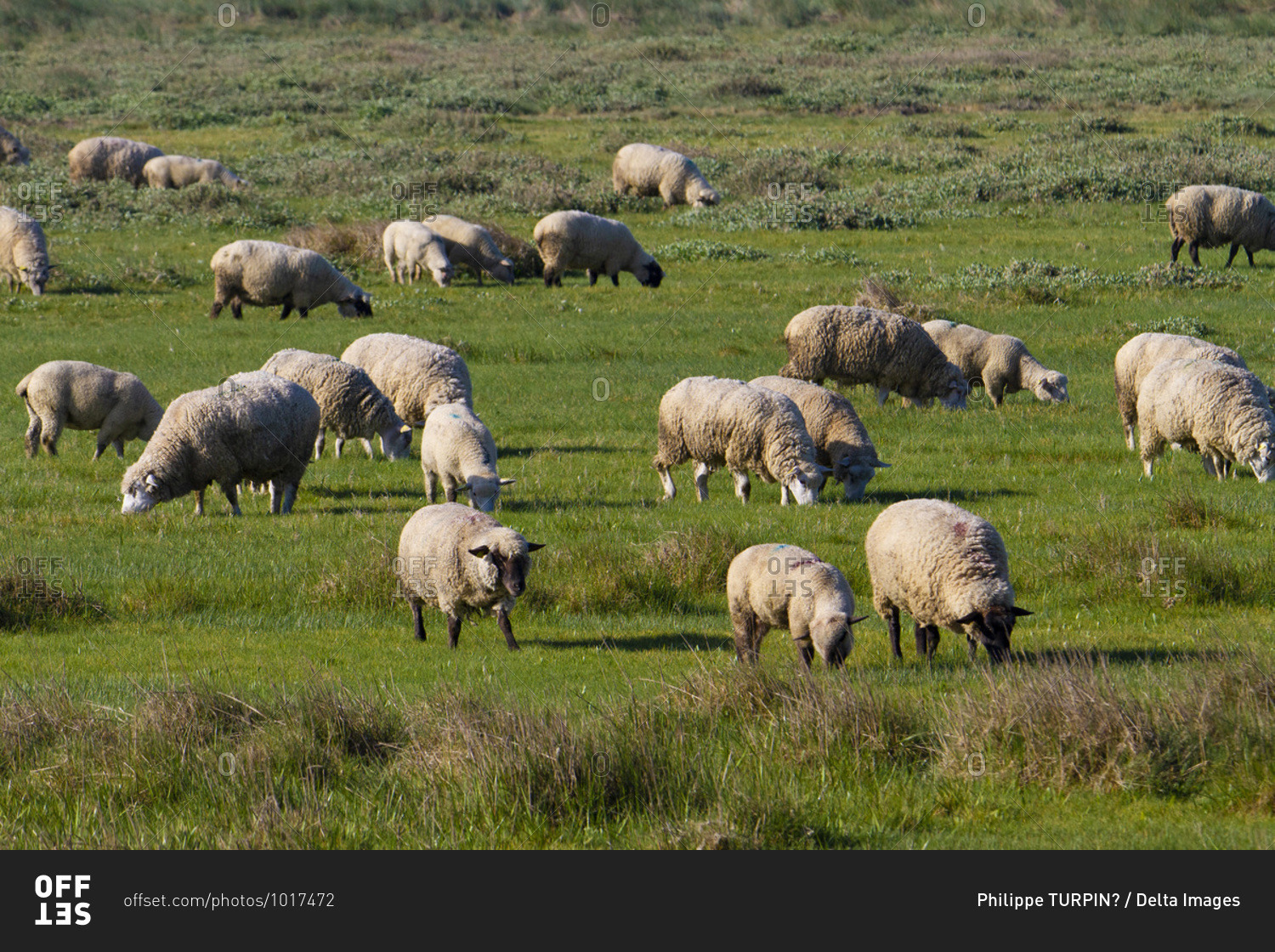 France,  Hauts de France,  Somme. Somme Baie. Flock of sheep on salt meadows