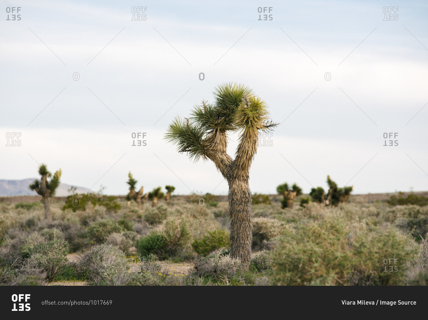 Joshua tree in desert landscape, Olancha, California, US