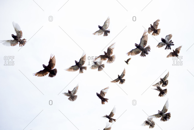 Flock of birds flying in clear sky