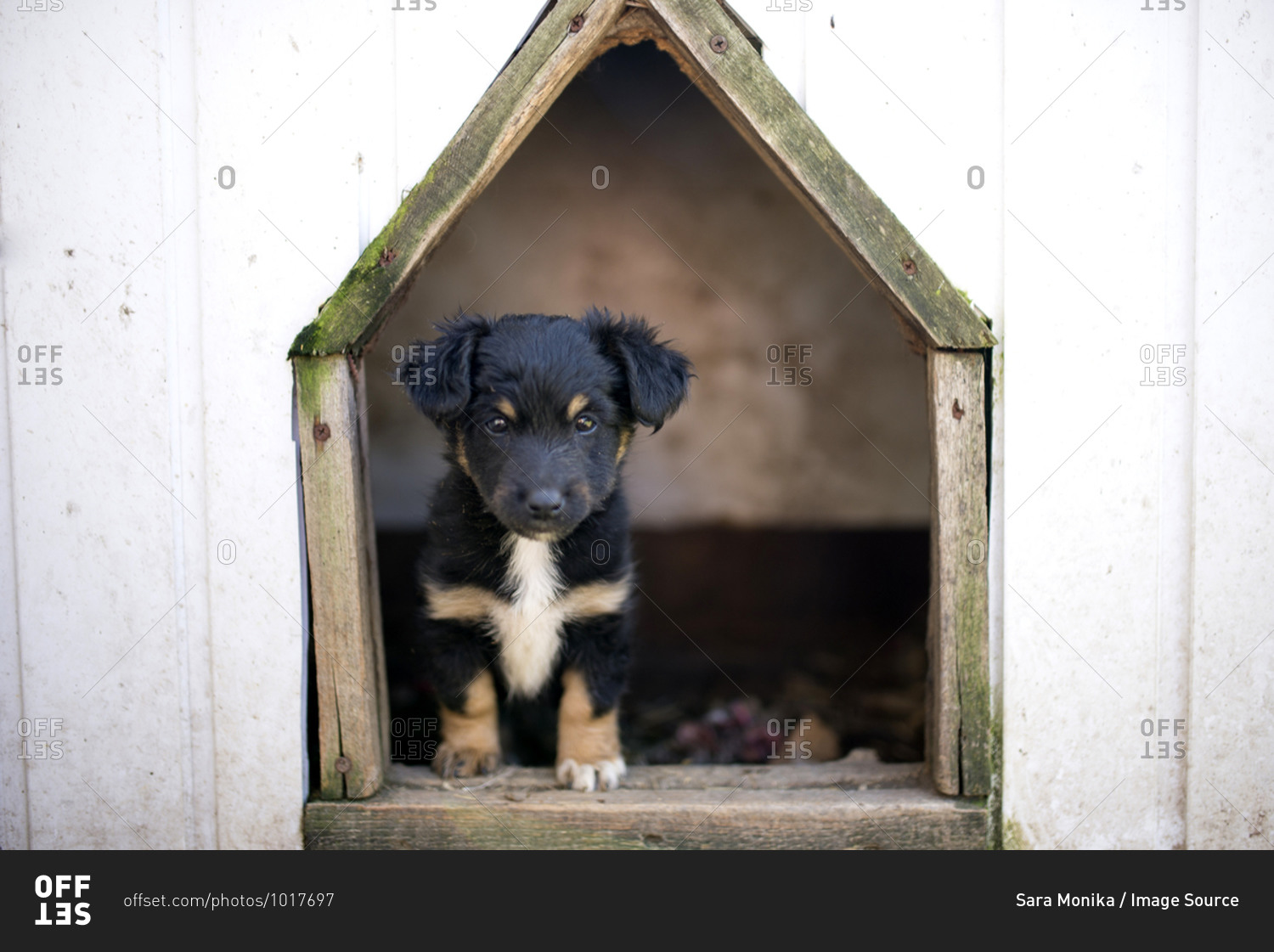 Puppy inside dog kennel, Canada