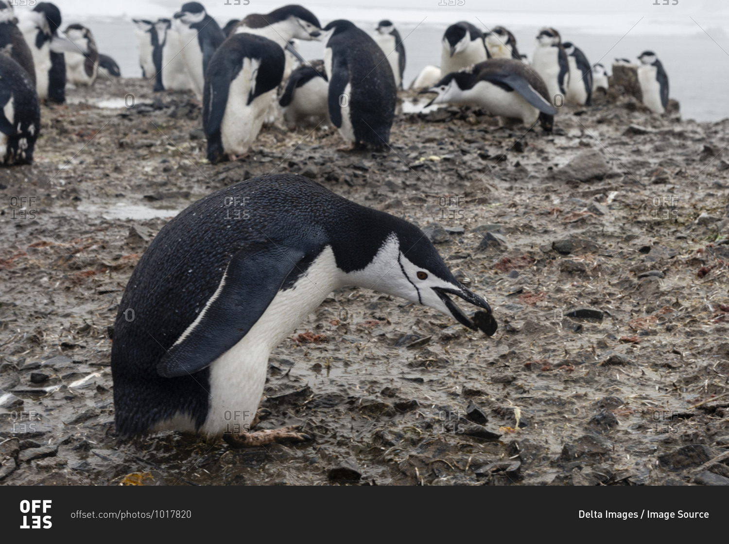 Gentoo penguin (Pygoscelis papua) carrying nesting stone in its beak, Half Moon Island, Antarctica
