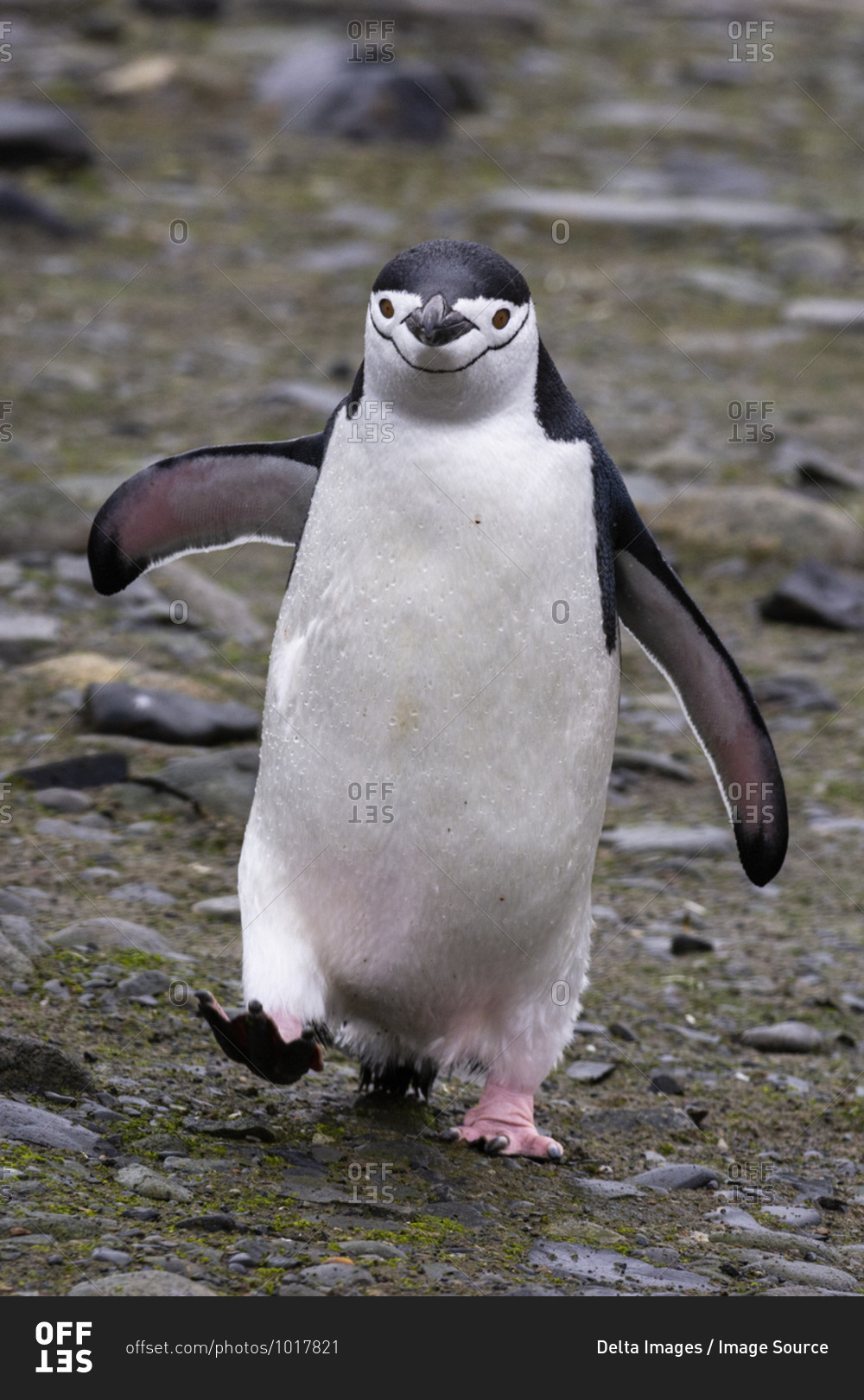 Chinstrap penguin (Pygoscelis antarcticus), Half Moon Island, Antarctica