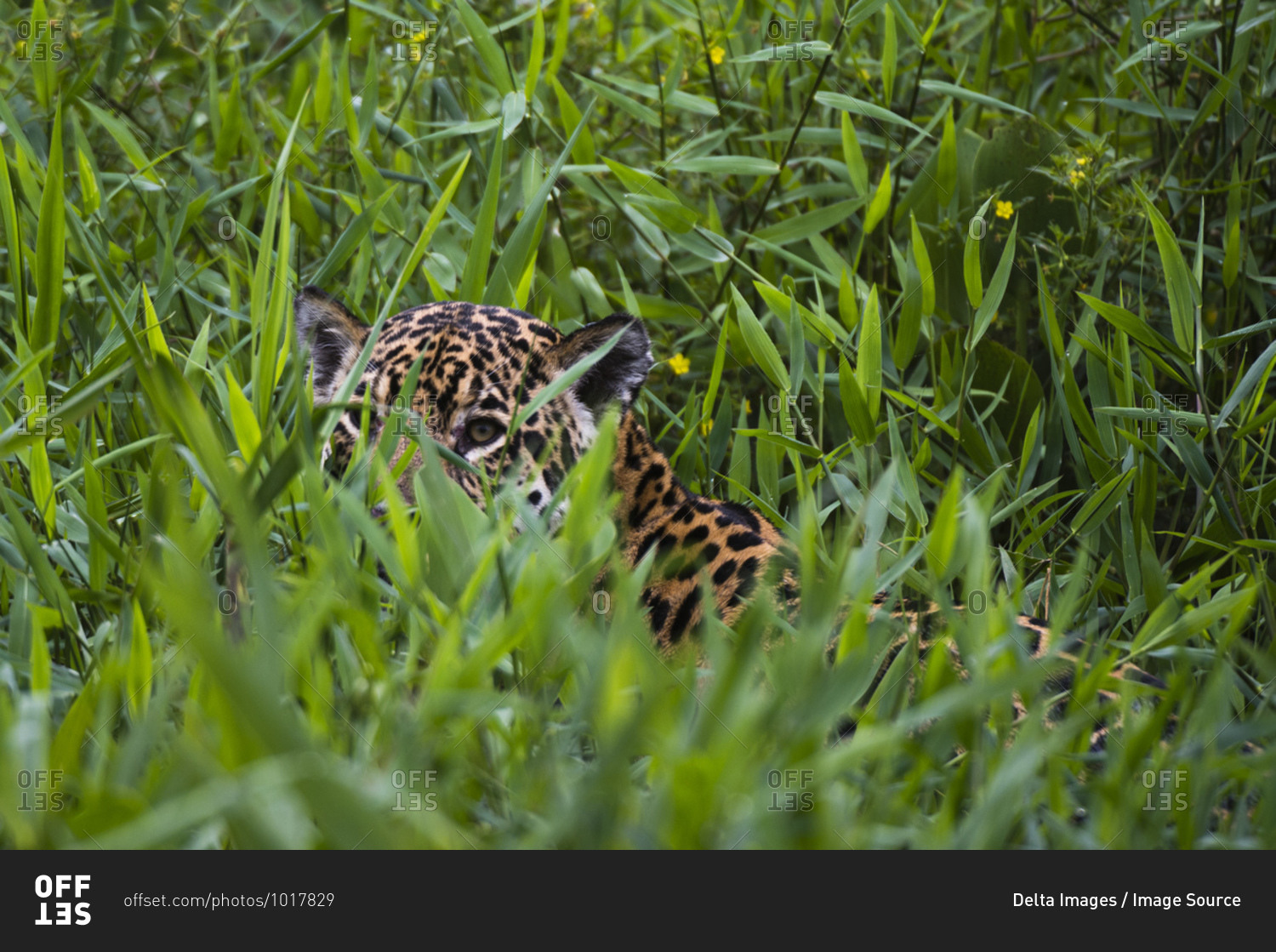 Jaguar (Panthera onca) hiding behind tall grass, Cuiaba River, Pantanal, Mato Grosso, Brazil