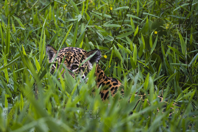 Alagado no pantanal hi-res stock photography and images - Alamy