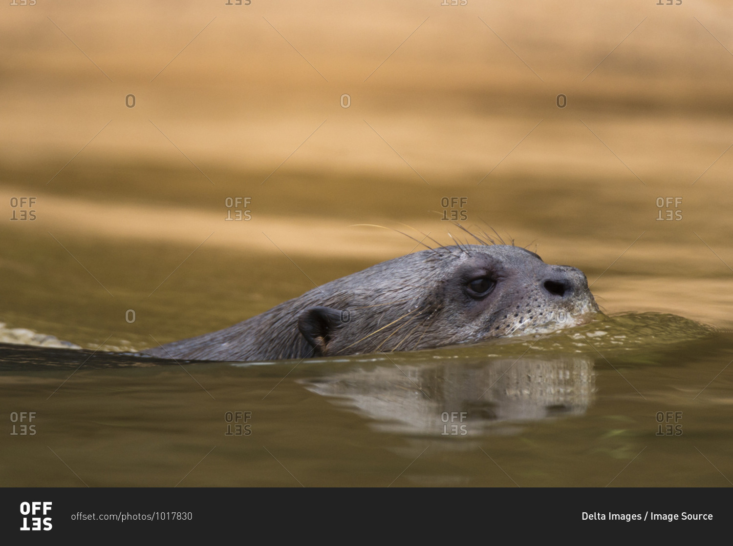 Giant river otter (Pteronura brasiliensis) swimming in Cuiaba River, Pantanal, Mato Grosso, Brazil