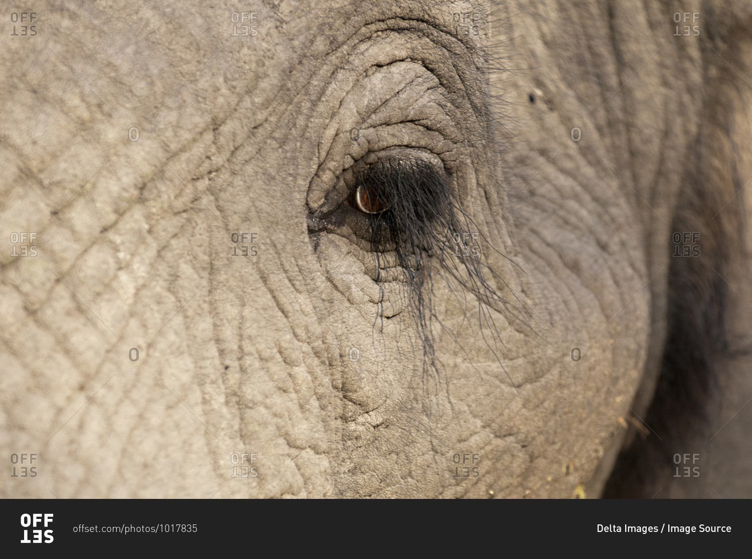 Eye of African elephant (Loxodonta africana), Abu Camp, Okavango Delta, Botswana