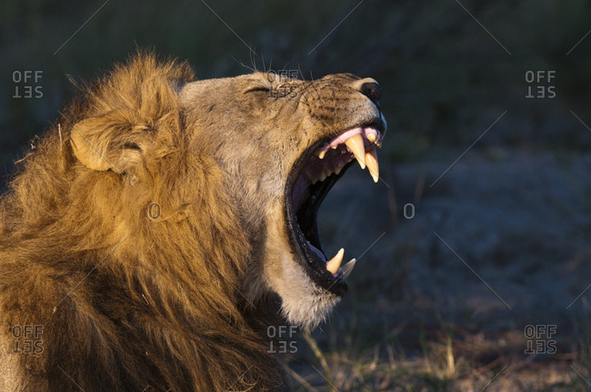 Lion (Panthera leo), Savute Channel, Linyanti, Botswana