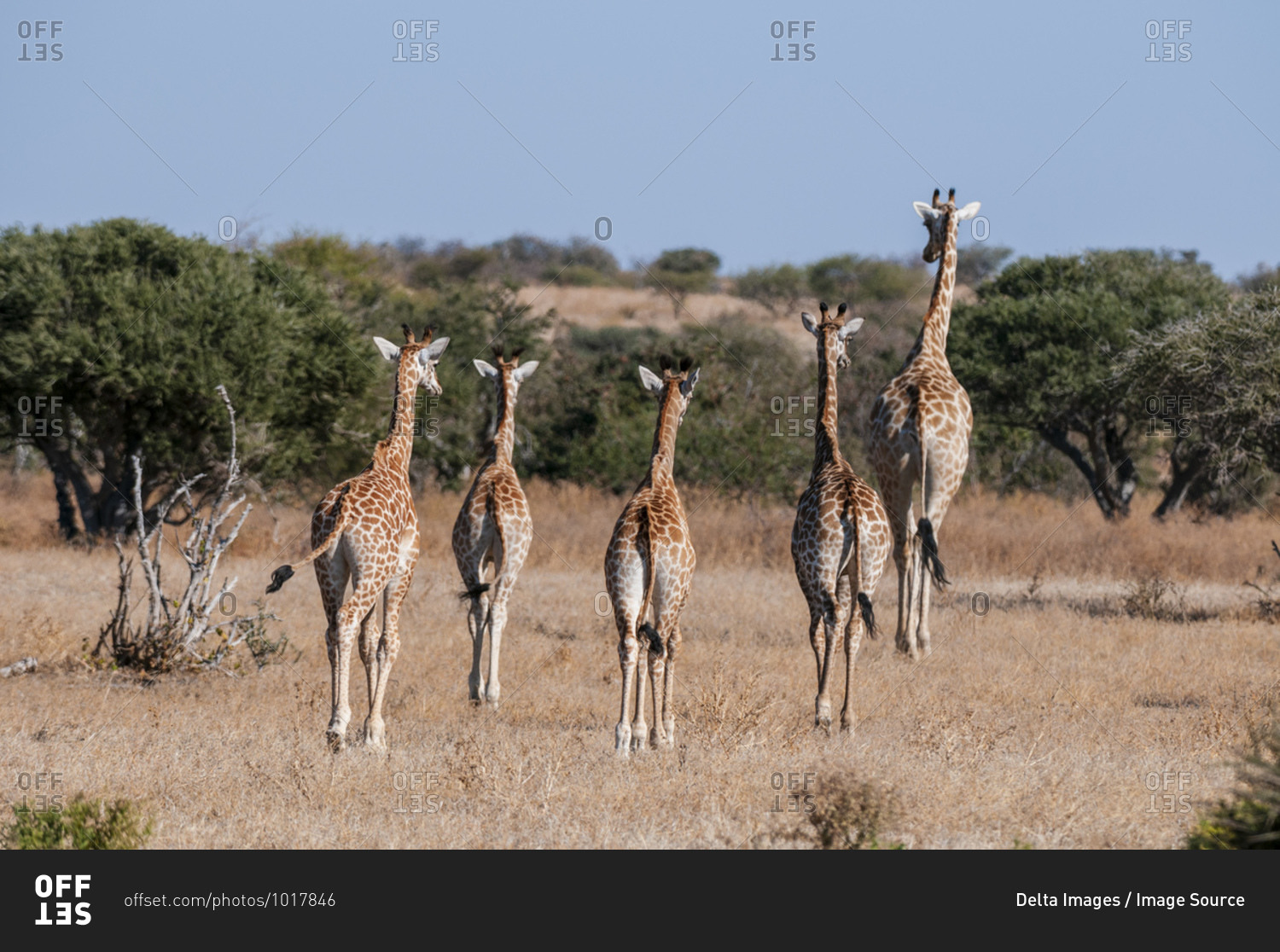 Tower of Southern giraffes (Giraffa camelopardalis), Mashatu Game Reserve, Botswana