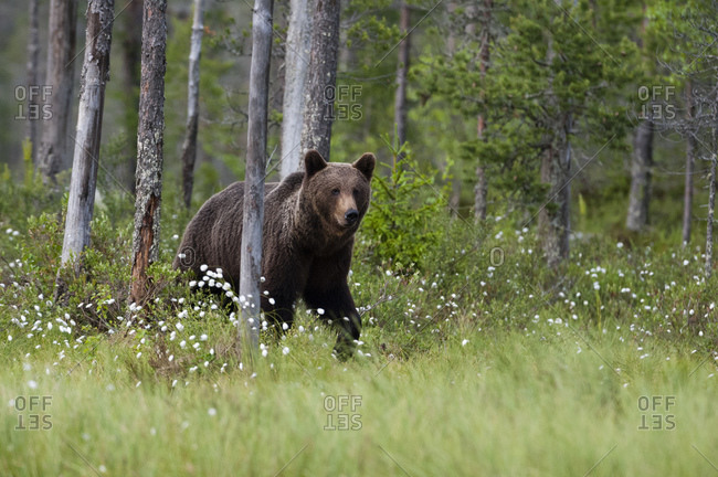 European brown bear (Ursus arctos) walking in forest, Kuhmo, Finland