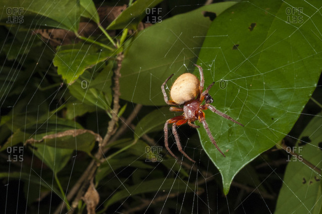Spider (Eryophora sp.) female, Manuel Antonio National Park, Costa Rica