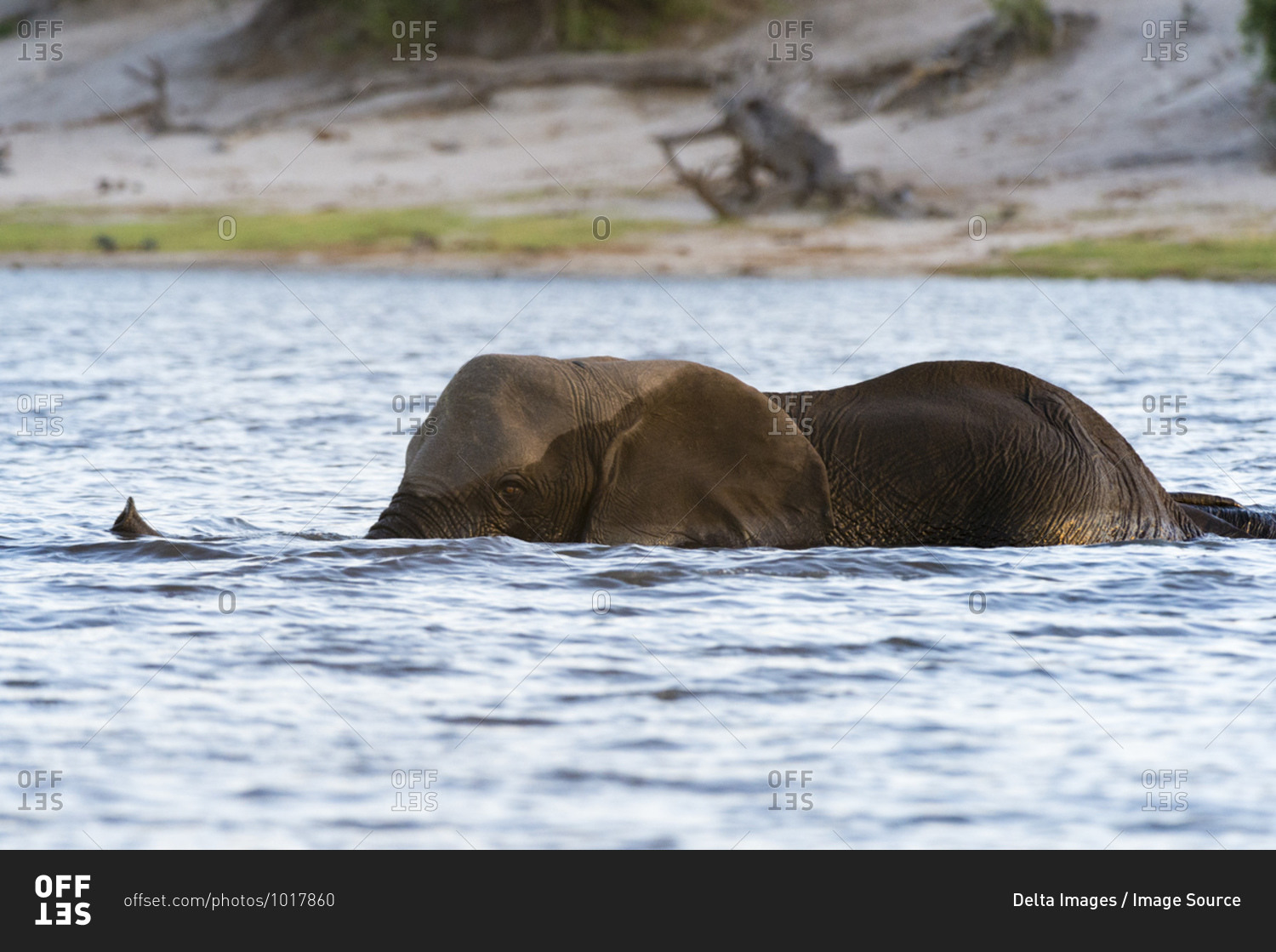 African elephant (Loxodonta africana) in river Chobe, Chobe National Park, Botswana