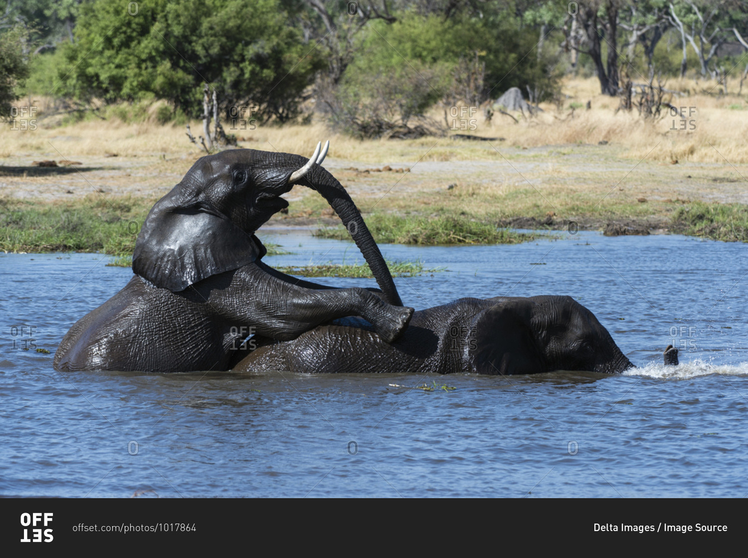 Two African elephants (Loxodonta africana) sparring in river Khwai, Khwai concession, Okavango delta, Botswana