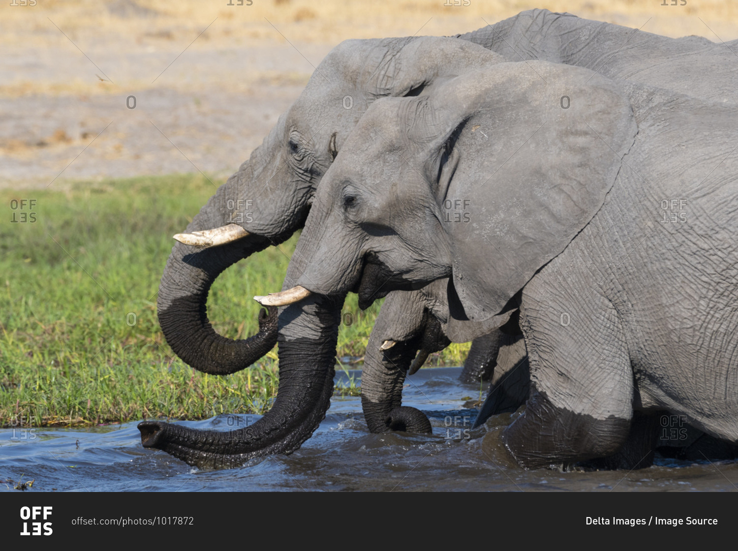 African elephants (Loxodonta africana) drinking in river Khwai, Khwai concession, Okavango delta, Botswana