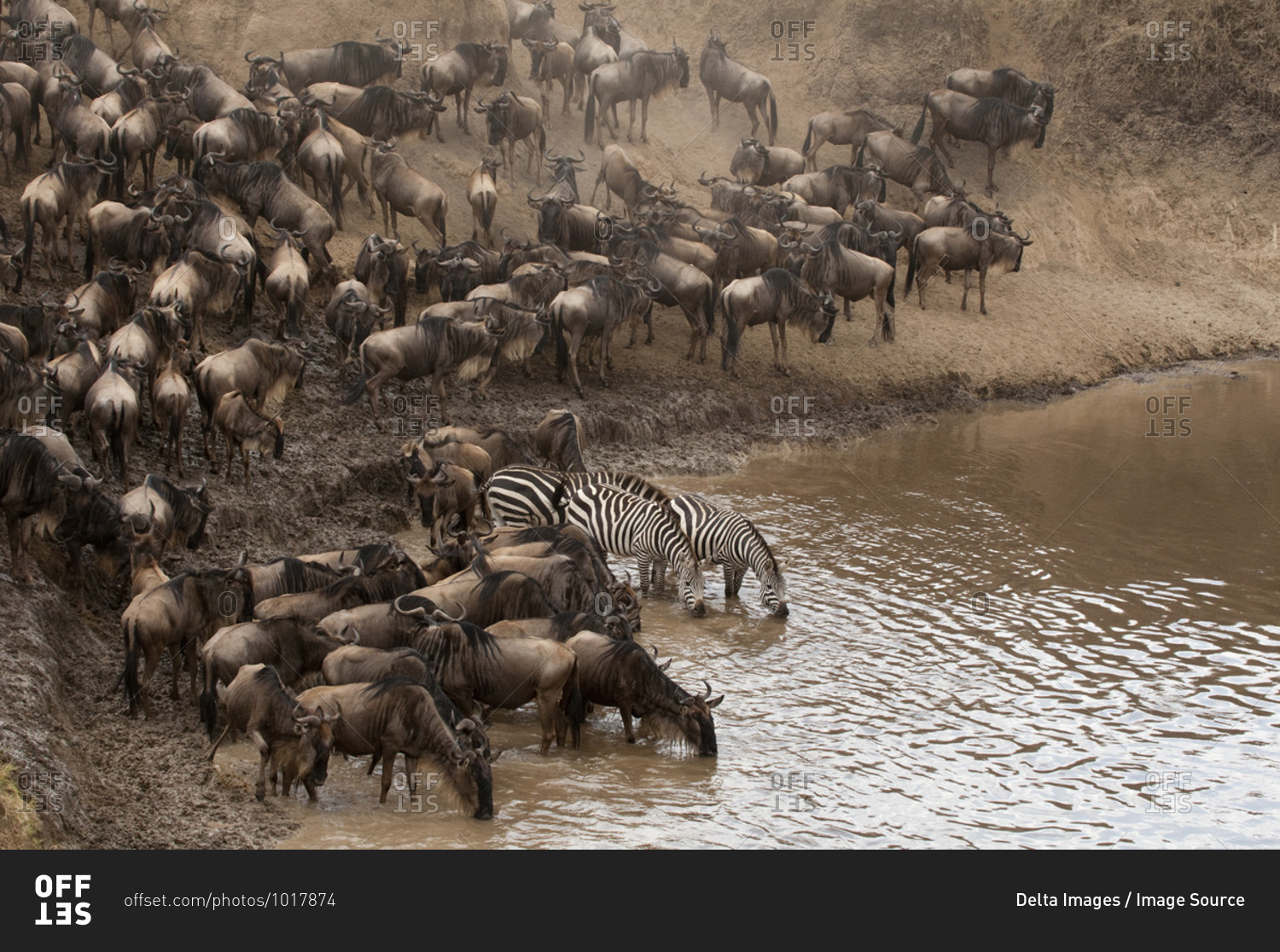 Wildebeest (Connochaetes taurinus) and Zebra (Equus quagga) drinking in river, Masai Mara National Reserve, Kenya