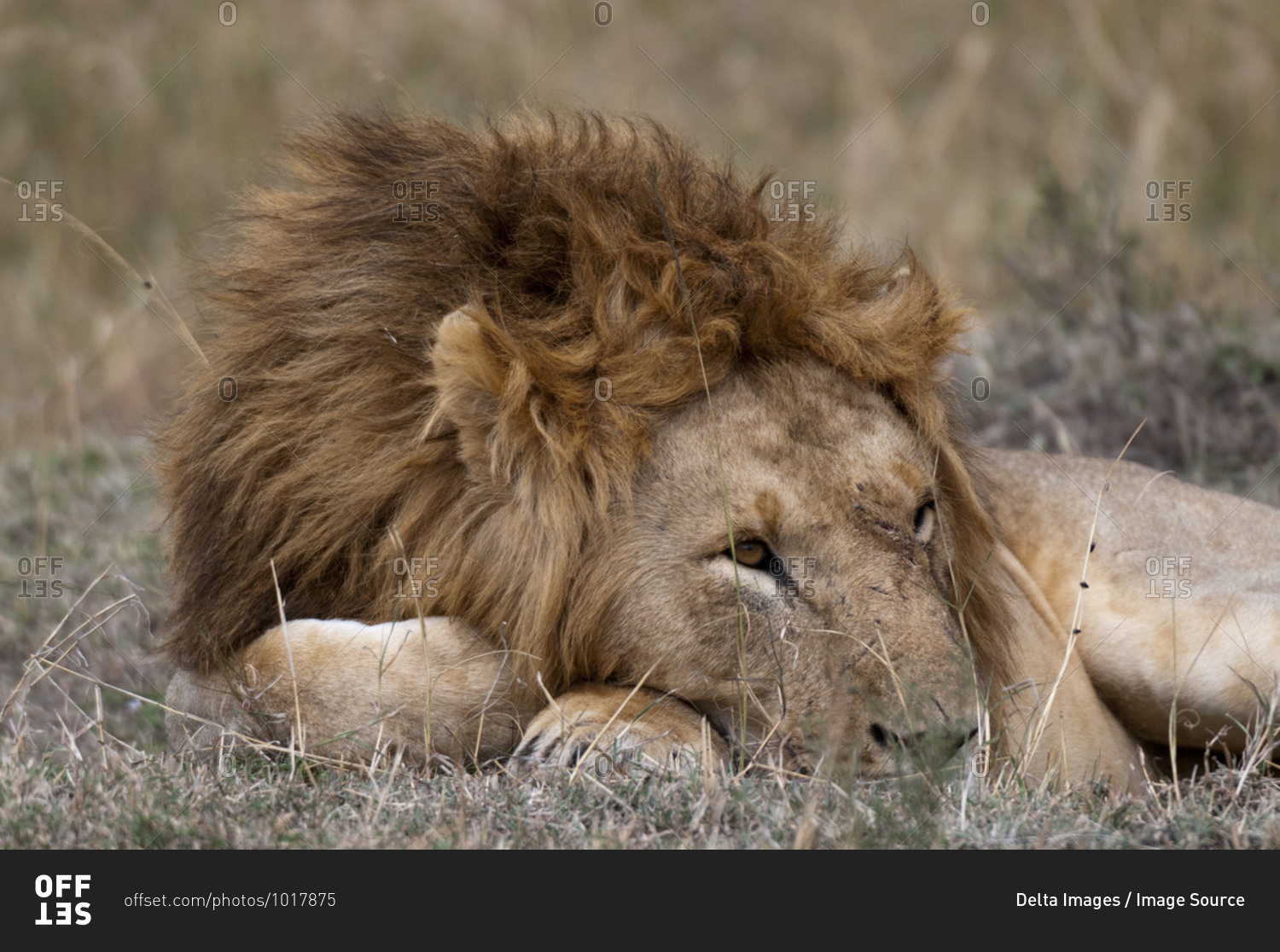 Lion (Panthera Leo) resting on grass, Masai Mara National Reserve, Kenya