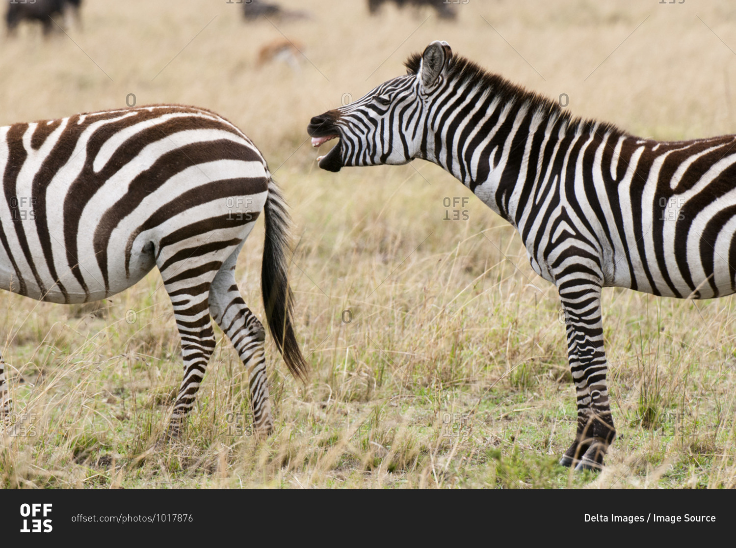 Zebra (Equus quagga) braying, Masai Mara National Reserve, Kenya