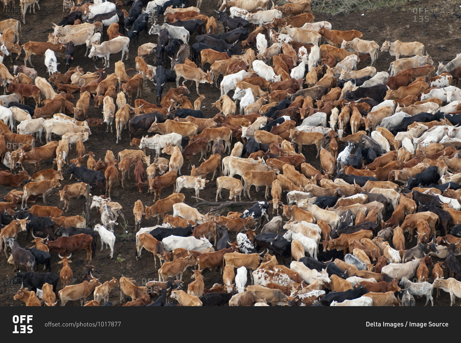 Herd of Masai cattle, Masai Mara National Reserve, Kenya