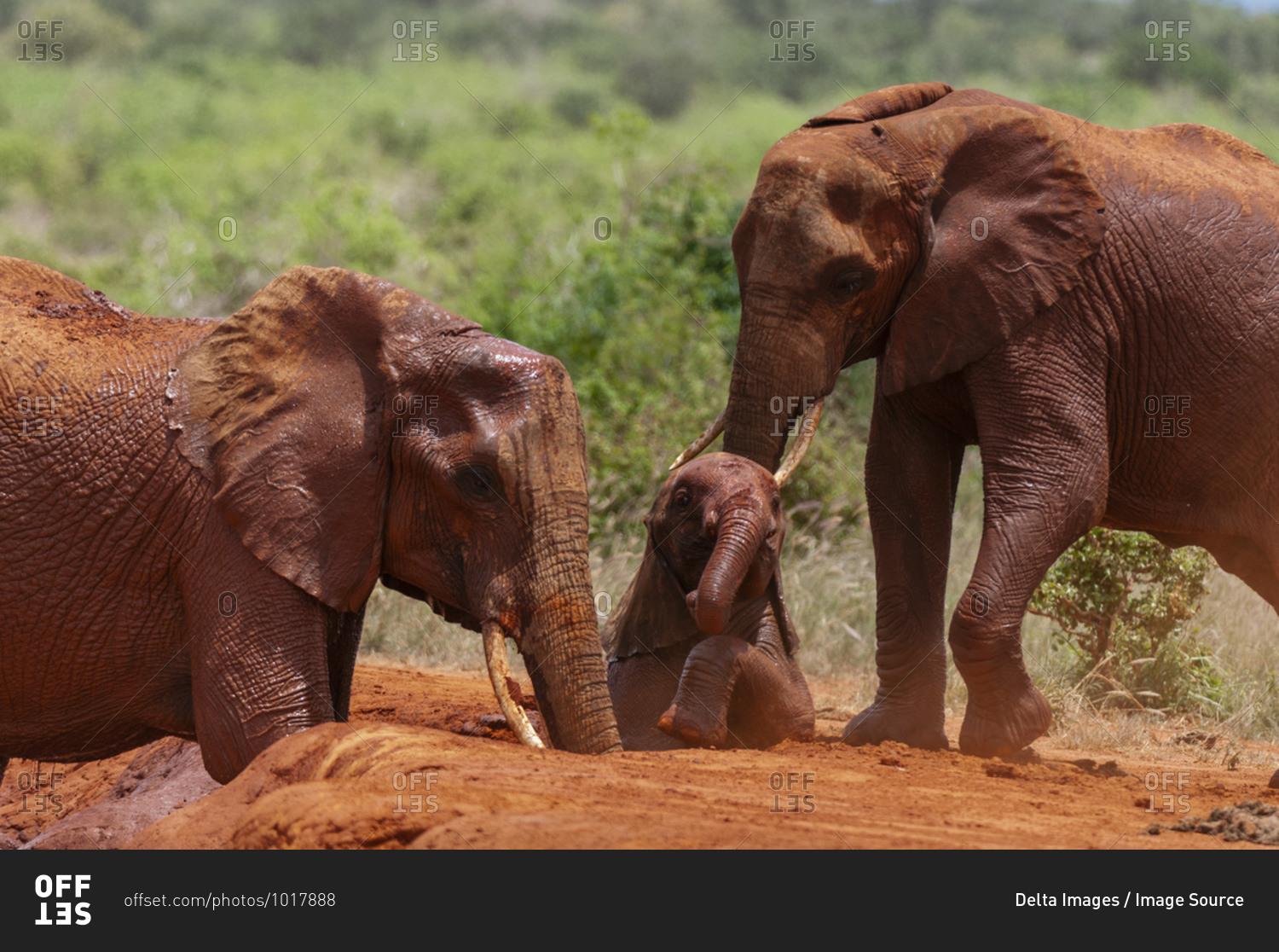 African elephants (Loxodonta africana) helping calf trapped in mud, Tsavo East National Park, Kenya