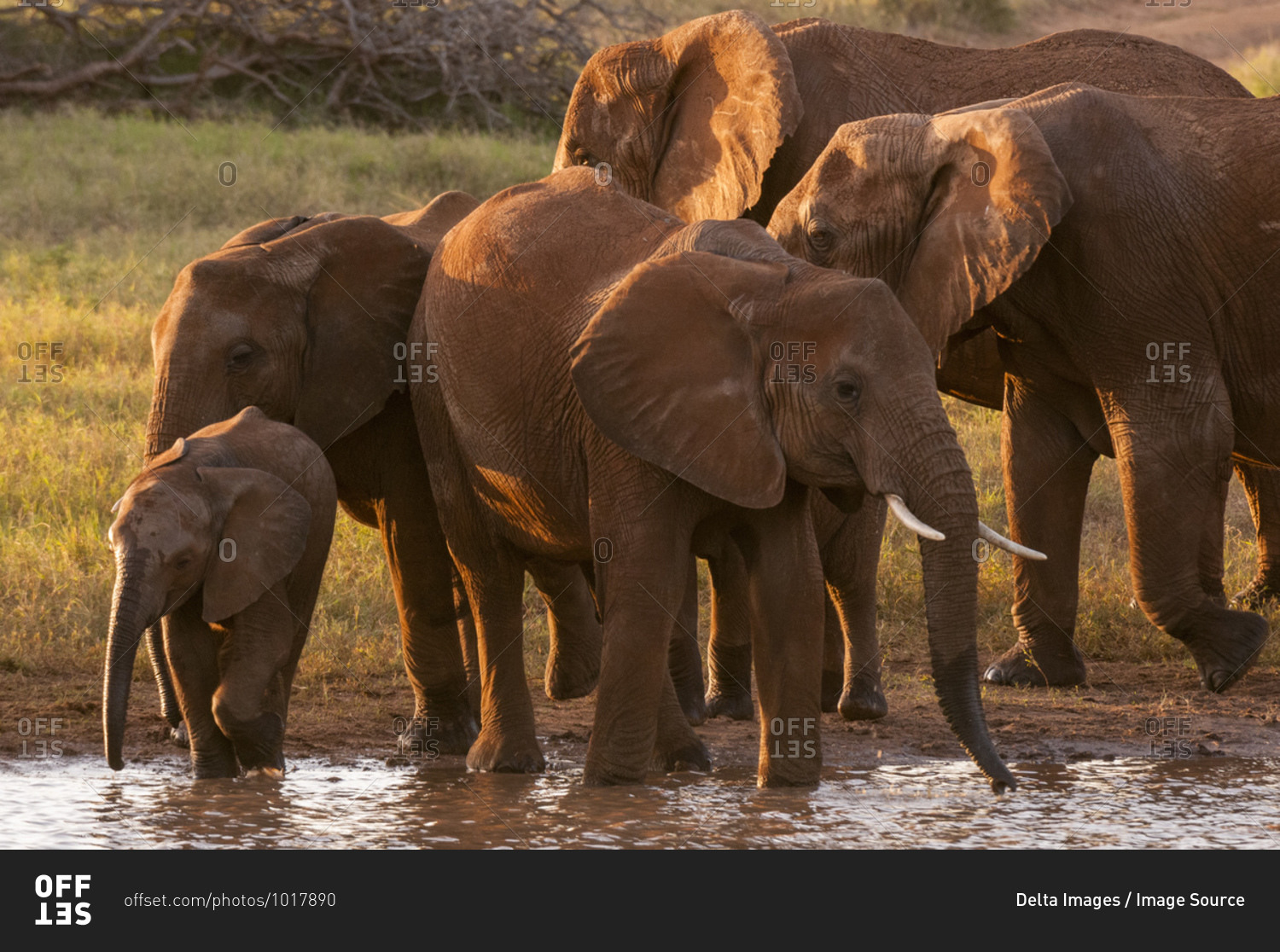 African elephants (Loxodonta africana) drinking at river, Lualenyi Game Reserve, Kenya