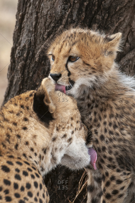 Cheetah (Acinonyx jubatus) and cub, Masai Mara National Park, Kenya