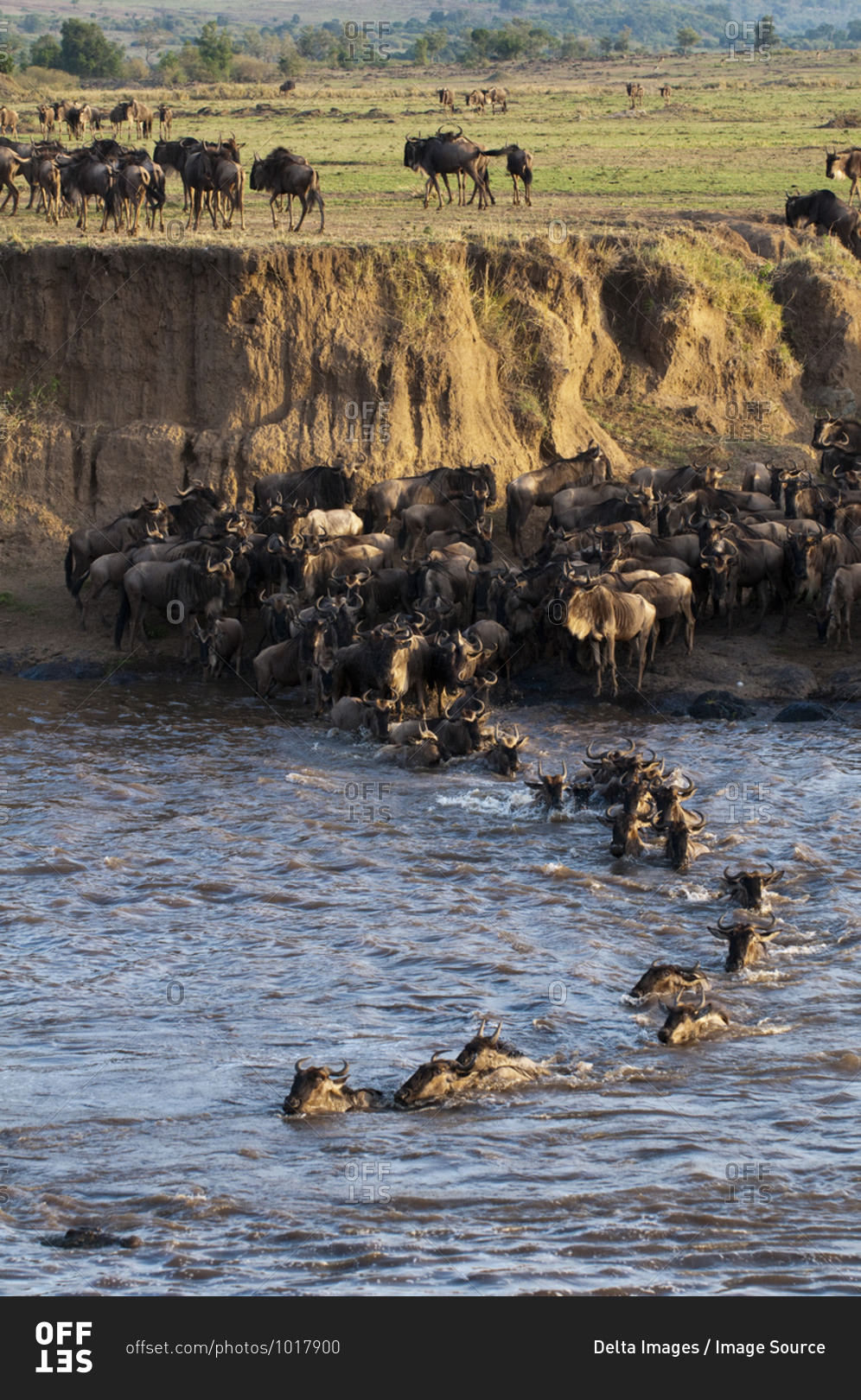 Wildebeest crossing Mara River during annual migration, Masai Mara National Park, Kenya
