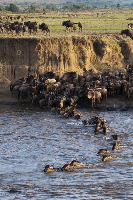 Wildebeest crossing Mara River during annual migration, Masai Mara National Park, Kenya