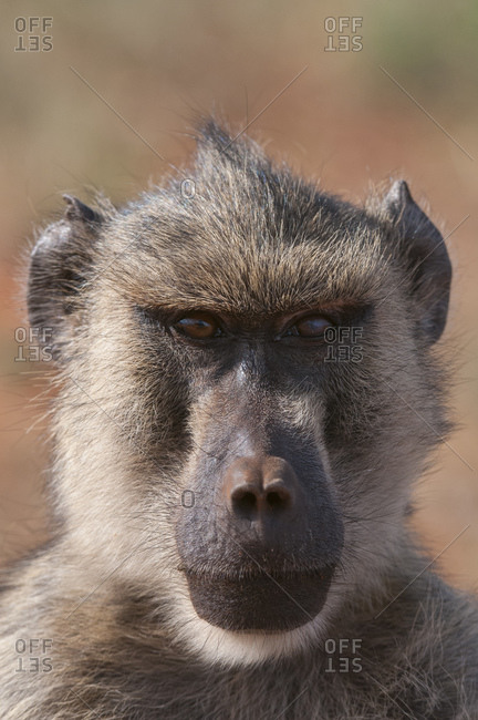 Yellow baboon (Papio hamadryas cynocephalus), Tsavo East National Park, Kenya