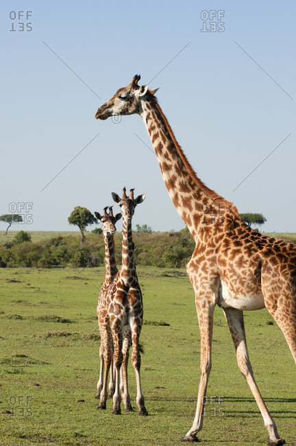Giraffe (Giraffa camelopardalis) and calves, Masai Mara National Reserve, Kenya