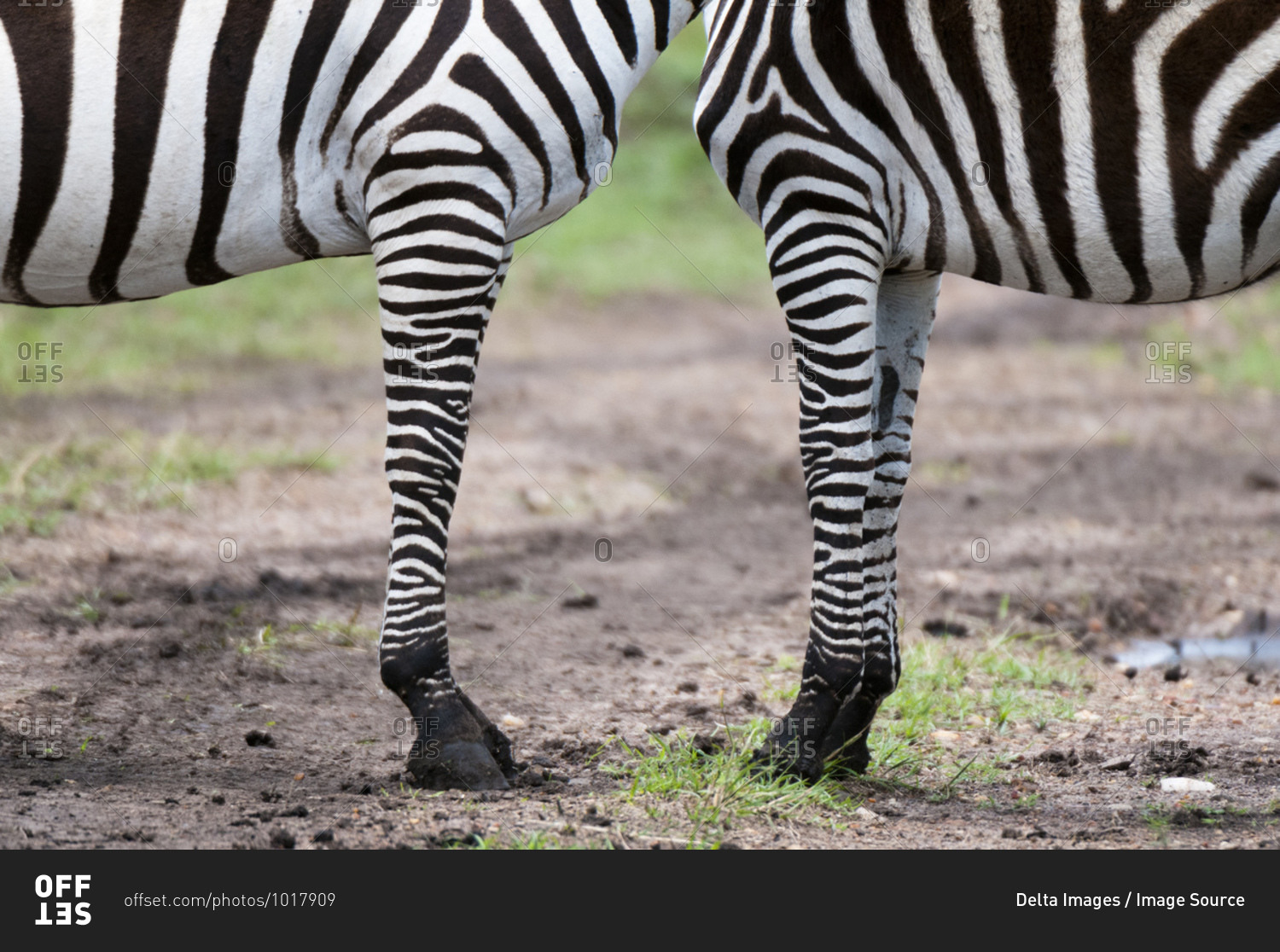 Cropped shot of Common Zebra (Equus quagga), Masai Mara National Reserve, Kenya