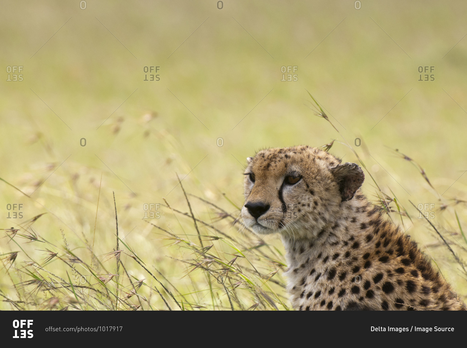 Cheetah (Acynonix jubatus), Masai Mara National Reserve, Kenya