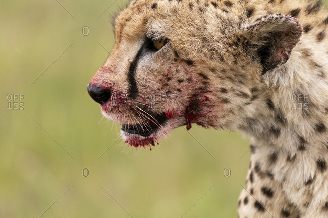 Cheetah (Acynonix jubatus) with blood on face, Masai Mara National Reserve,  Kenya stock photo - OFFSET