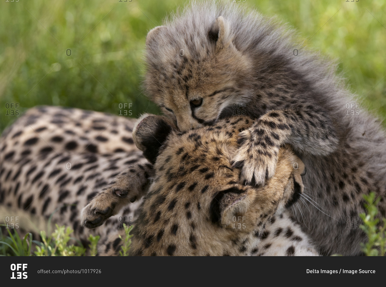 Cheetah (Acynonix jubatus) and cub, Masai Mara National Reserve, Kenya