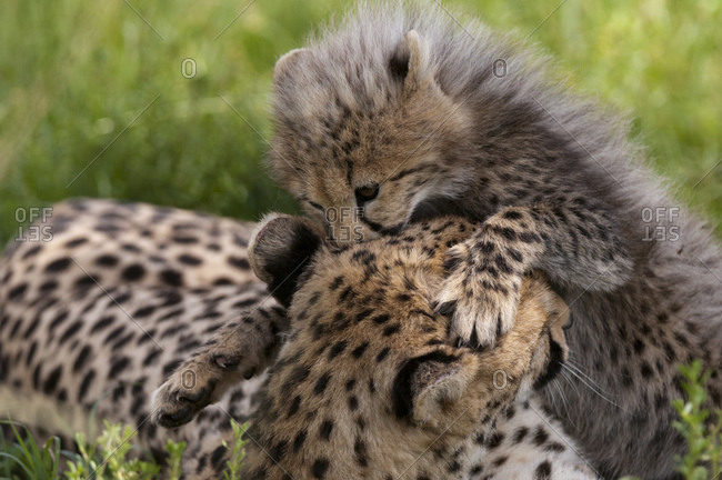 Cheetah (Acynonix jubatus) and cub, Masai Mara National Reserve, Kenya