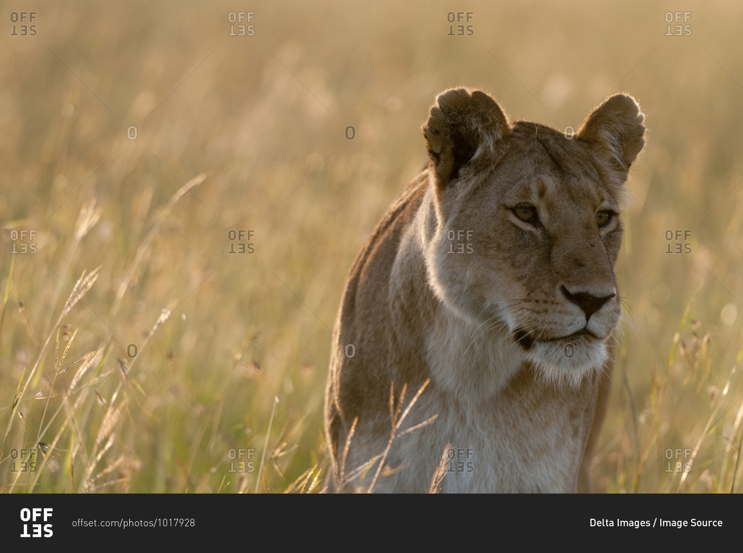Lioness (Panthera leo), Masai Mara National Reserve, Kenya