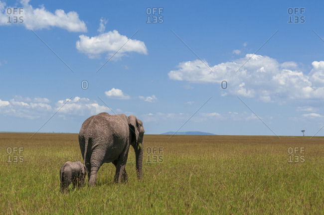 African elephant (Loxodonta africana) and calf, Masai Mara National Reserve, Kenya
