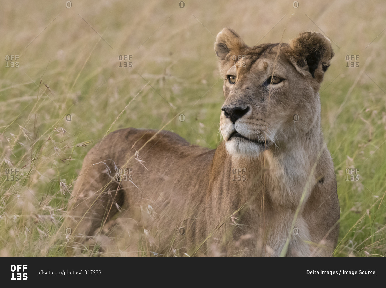 Portrait of lioness (Panthera Leo) in savannah, Masai Mara National Reserve, Kenya