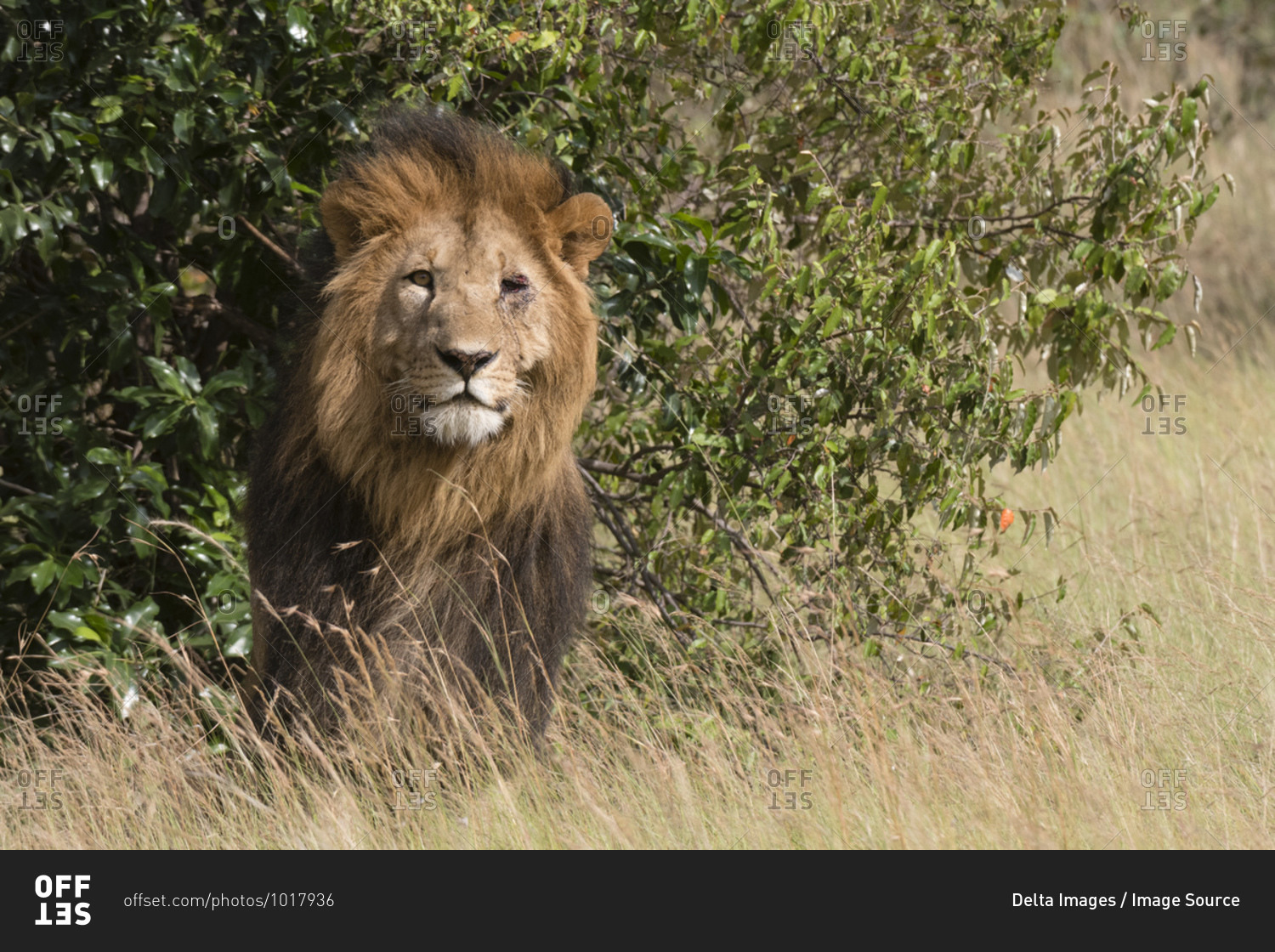 Portrait of male lion (Panthera Leo), Masai Mara National Reserve, Kenya