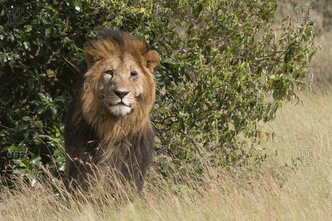 Portrait of male lion (Panthera Leo), Masai Mara National Reserve, Kenya