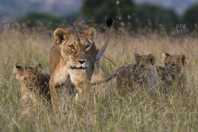 Lioness (Panthera leo) greeted by cubs, Masai Mara National Reserve, Kenya