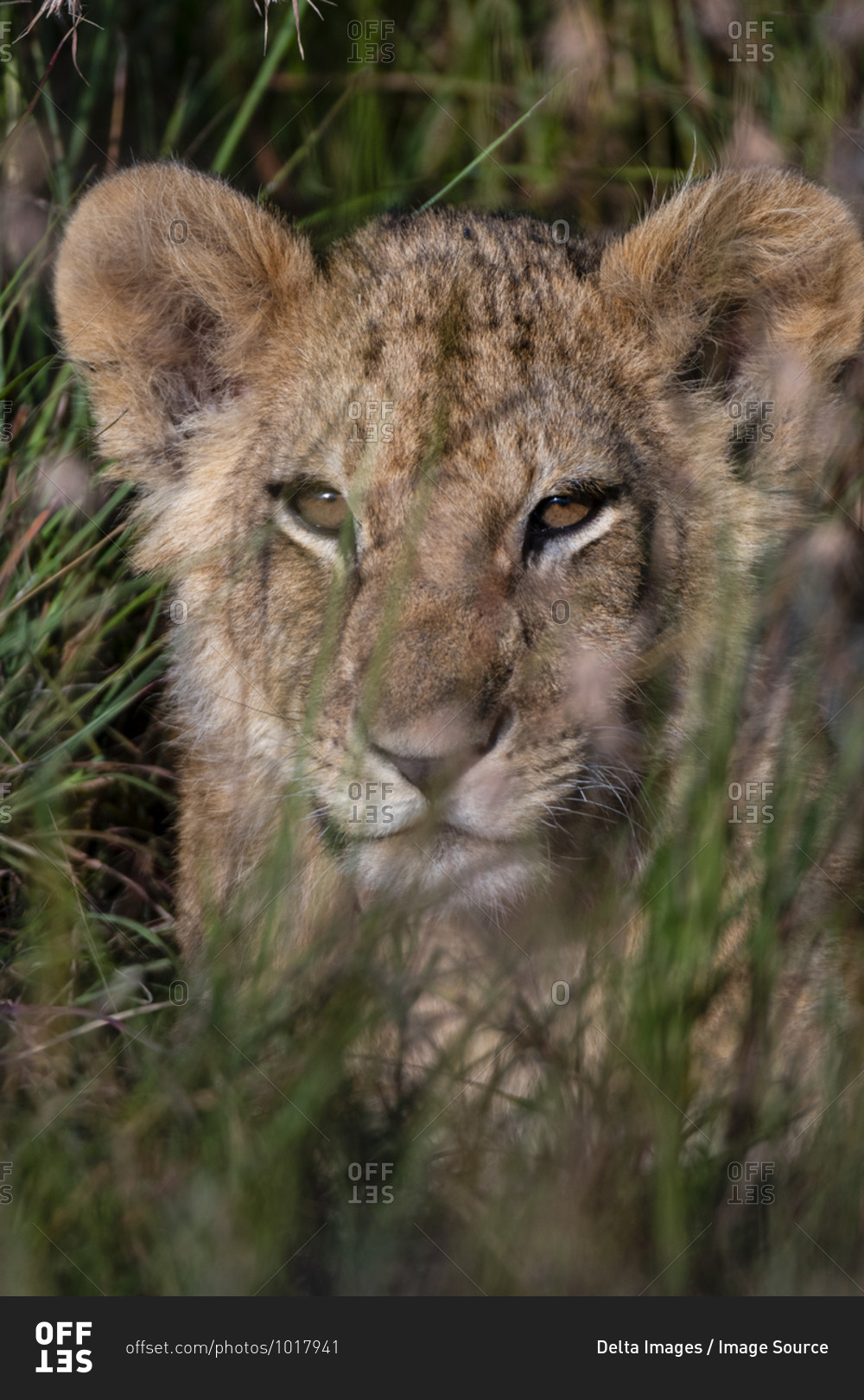 Lion cub (Panthera leo) waiting for its mother and hiding in tall grass, Masai Mara National Reserve, Kenya